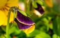 Viola tricolor field flower Wild pansy