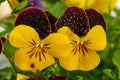 Viola tricolor field flower Wild pansy