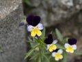 Viola tricolor flower close up