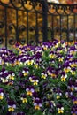 Viola tricolor flowers