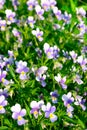 Viola tricolor flowers in sunlight in garden Royalty Free Stock Photo