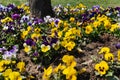 Viola tricolor flowers