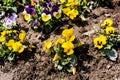 Viola tricolor flowers