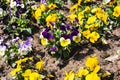 Viola tricolor flowers