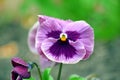 Viola Tricolor Hortensis Flowers Home Gardening Plants Stock Photo