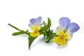 Viola tricolor Royalty Free Stock Photo