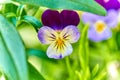 Viola tricolor Johnny Jump up close-up on natural background in its natural habitat with green out of focus background