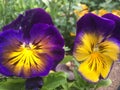 Viola tricolor, Johnny Jump up, yellow pansy