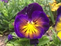 Viola tricolor, Johnny Jump up, yellow pansy