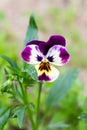 Viola tricolor, known heartsease