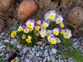 Viola Tricolor Malpighiales