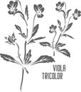 Viola tricolor officinalis vector illustration