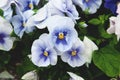 Viola tricolor pansies, flower bed. Violets are blue in urban landscaping and landscape design Royalty Free Stock Photo