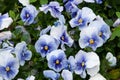 Viola tricolor pansies, flower bed. Violets are blue in urban landscaping and landscape design Royalty Free Stock Photo