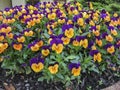 Viola tricolor pansy, flower bed bloom in a natural outdoor setting Royalty Free Stock Photo