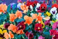 Viola tricolor pansy, flowerbed.floral background with and lilac tricolor pansies close-up, selective focus. Blue