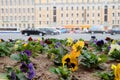 Viola tricolor pansy, flowerbed