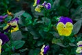 Viola tricolor var. Hortensis in winter when you see flowers bloom pansy that spring has arrived. Show that pansy wanted very cold Royalty Free Stock Photo