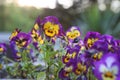 Viola, tricolor violet, pansies lat. Viola tricolor