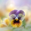 Viola tricolor, violet and yellow pansy flowers on blurred background with bokeh