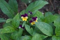 Viola tricolor, wild pansy, Johnny Jump up, is a common European wild flower, growing as an annual or short-lived perennial.