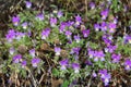 Viola tricolor wild pansy in Norway