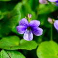 Viola (Violaceae), close-up of violet flower in the garden, Ukraine