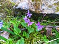 Viola. Violaceae. Spring flowers. Meadow flowers. Royalty Free Stock Photo