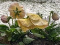 Viola violet flowers under unexpected snow in the spring Royalty Free Stock Photo