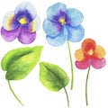 2665 viola, Watercolor illustration, set of flowers and leaves of viola, isolate on a white background, elements for decoration of