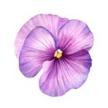 Viola, watercolor pink flower on a white isolated background. Hand drawn botanical watercolor painting