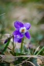 Viola wild small flower in bloom .