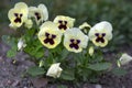 Viola wittrockiana colorful garden pansy flowers in bloom, beautiful small flowering plant, yellow purple color Royalty Free Stock Photo