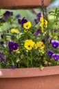 Viola wittrockiana colorful garden pansy flowers in bloom, beautiful small flowering plant, yellow purple color Royalty Free Stock Photo