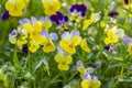 Viola wittrockiana colorful garden pansy flowers in bloom, beautiful small flowering plant, yellow purple color Royalty Free Stock Photo