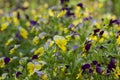 Viola wittrockiana colorful garden pansy flowers in bloom, beautiful small flowering plant, yellow purple color Royalty Free Stock Photo