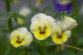 Viola wittrockiana colorful garden pansy flowers in bloom, beautiful small flowering plant, yellow purple color Royalty Free Stock Photo