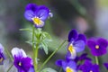 Viola wittrockiana colorful garden pansy flowers in bloom, beautiful small flowering plant, yellow purple color Royalty Free Stock Photo