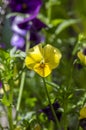 Viola wittrockiana colorful garden pansy flowers in bloom, beautiful small flowering plant, yellow purple color Royalty Free Stock Photo