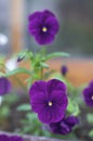 Viola wittrockiana colorful garden pansy flowers in bloom, beautiful small flowering plant, yellow purple color Royalty Free Stock Photo