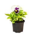 Viola wittrockiana in flowerpot