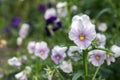 Viola wittrockiana garden pansy in bloom, light colors
