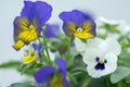 Viola wittrockiana garden pansy flowers in bloom, blue and white flowering plants, group of pansies Royalty Free Stock Photo