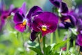 Viola wittrockiana garden pansy flowers in bloom, dark blue purple flowering plants, group of pansies Royalty Free Stock Photo