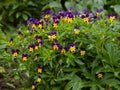 Viola wittrockiana on garden at spring