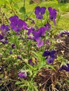 Viola wittrockiana pansy blue flowers with green Royalty Free Stock Photo