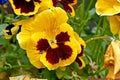 Viola wittrockiana pansy inspire yellow blotch many flowers Royalty Free Stock Photo