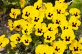 Viola wittrockiana pansy inspire yellow blotch many flowers, floral yellow background Royalty Free Stock Photo