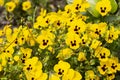 Viola wittrockiana pansy inspire yellow blotch many flowers, floral yellow background Royalty Free Stock Photo