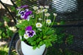 Viola x wittrockiana Delta purple-white flowers and Bellis perennis white flowers bloom in a flower pot on a bench.